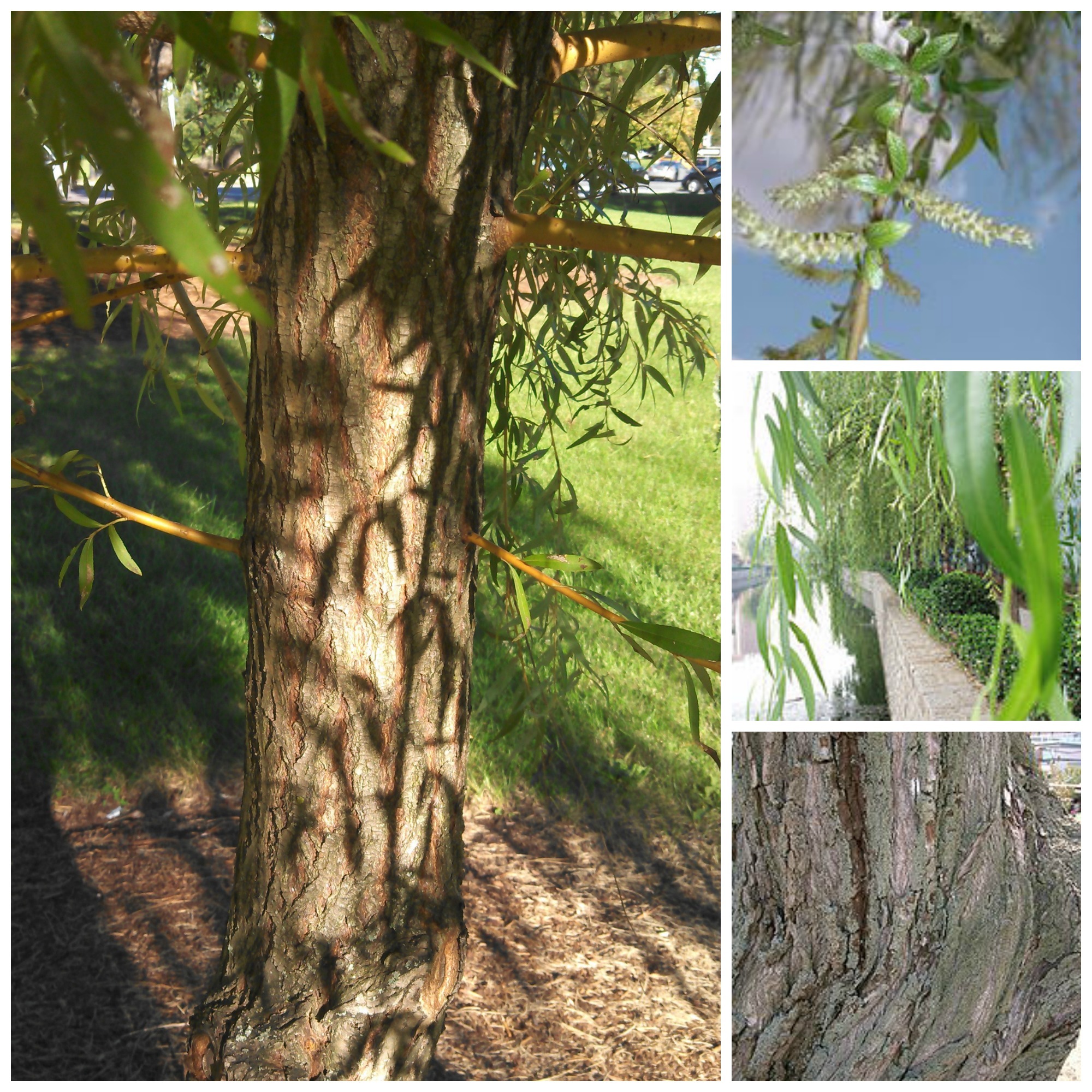 Weeping Willow Anatomy
