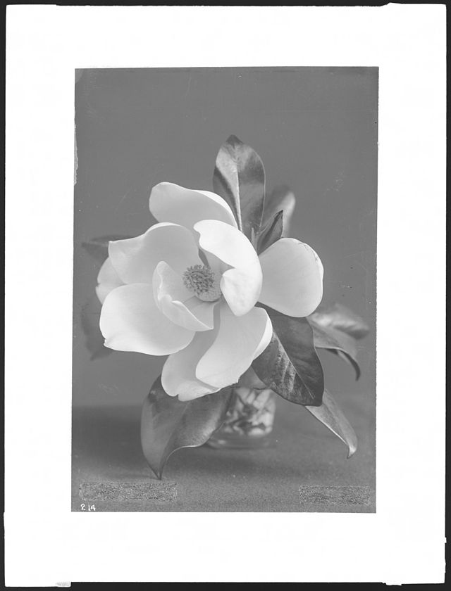 Close-up specimen of Magnolia blossom ca.1920