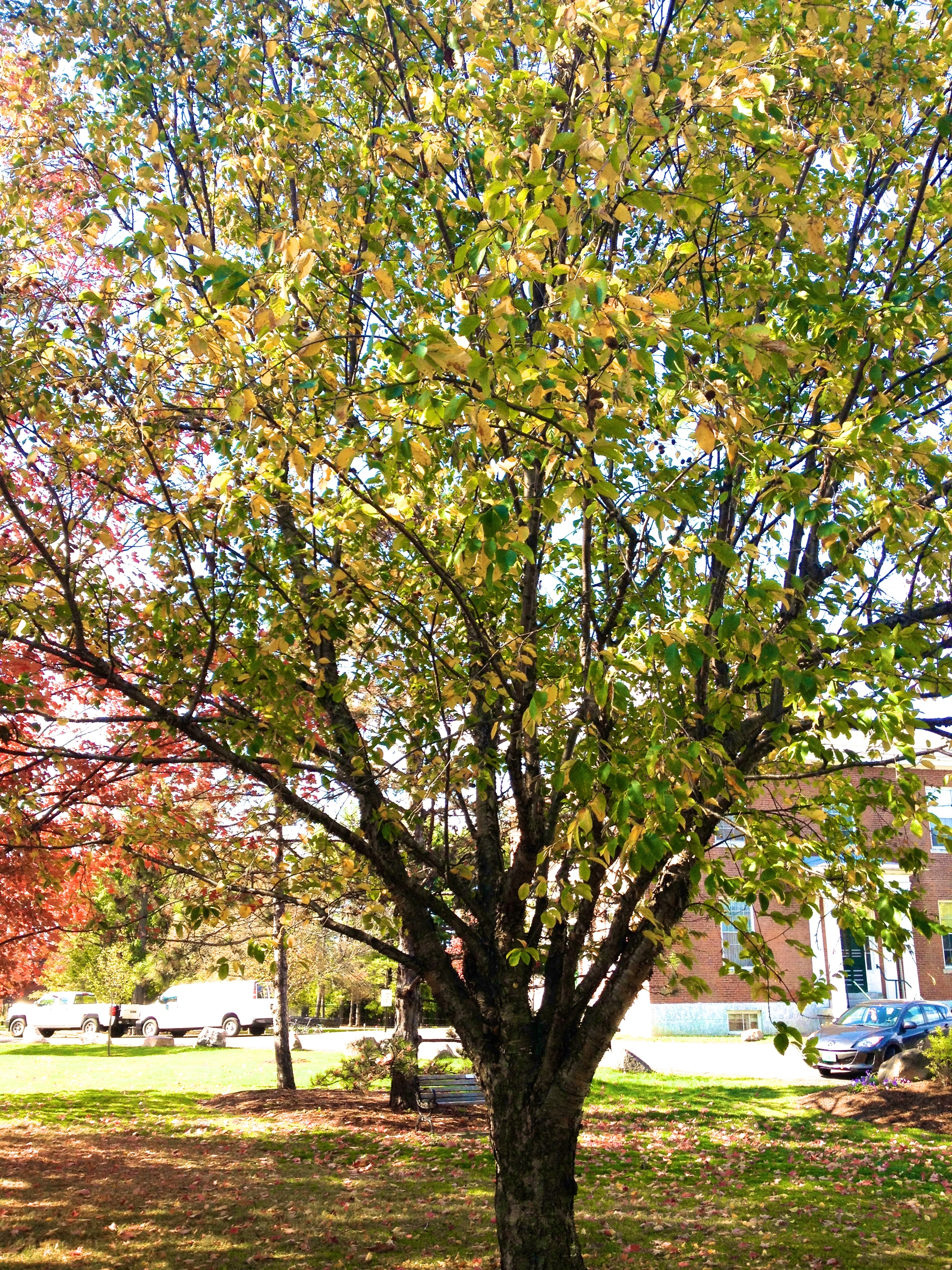 A yellow birch on UVM campus