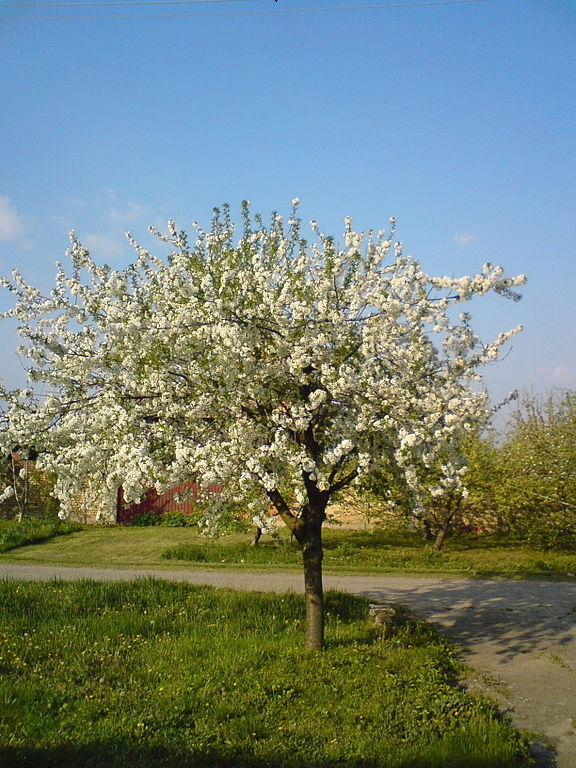 Sour Cherry Tree 