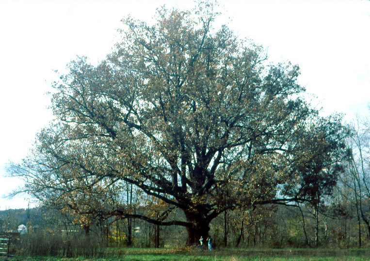 White Oak Whole Tree