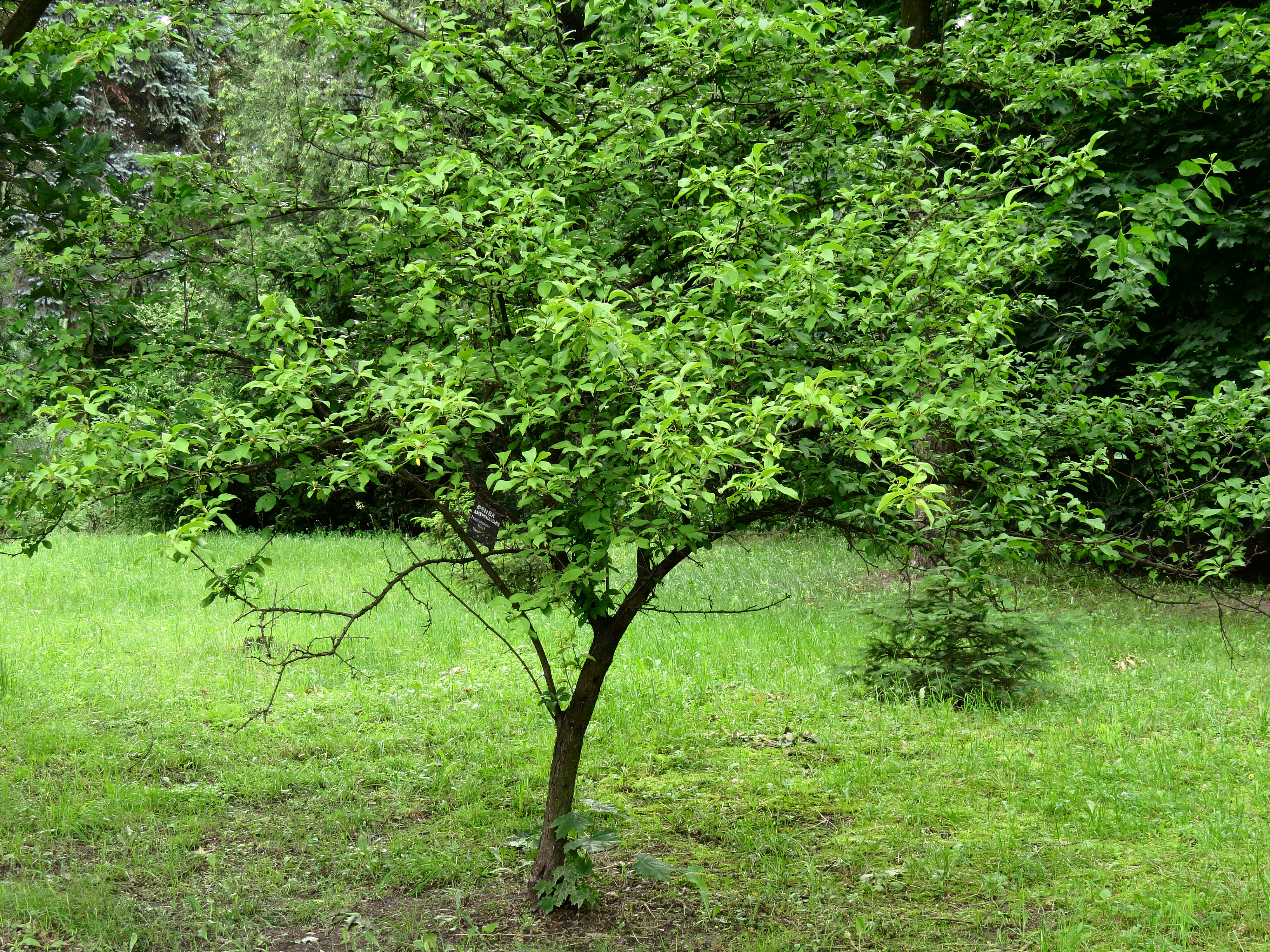 Prunus Americana Syrets1