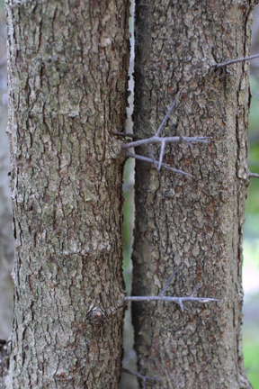 Hawthorn Bark.jpg