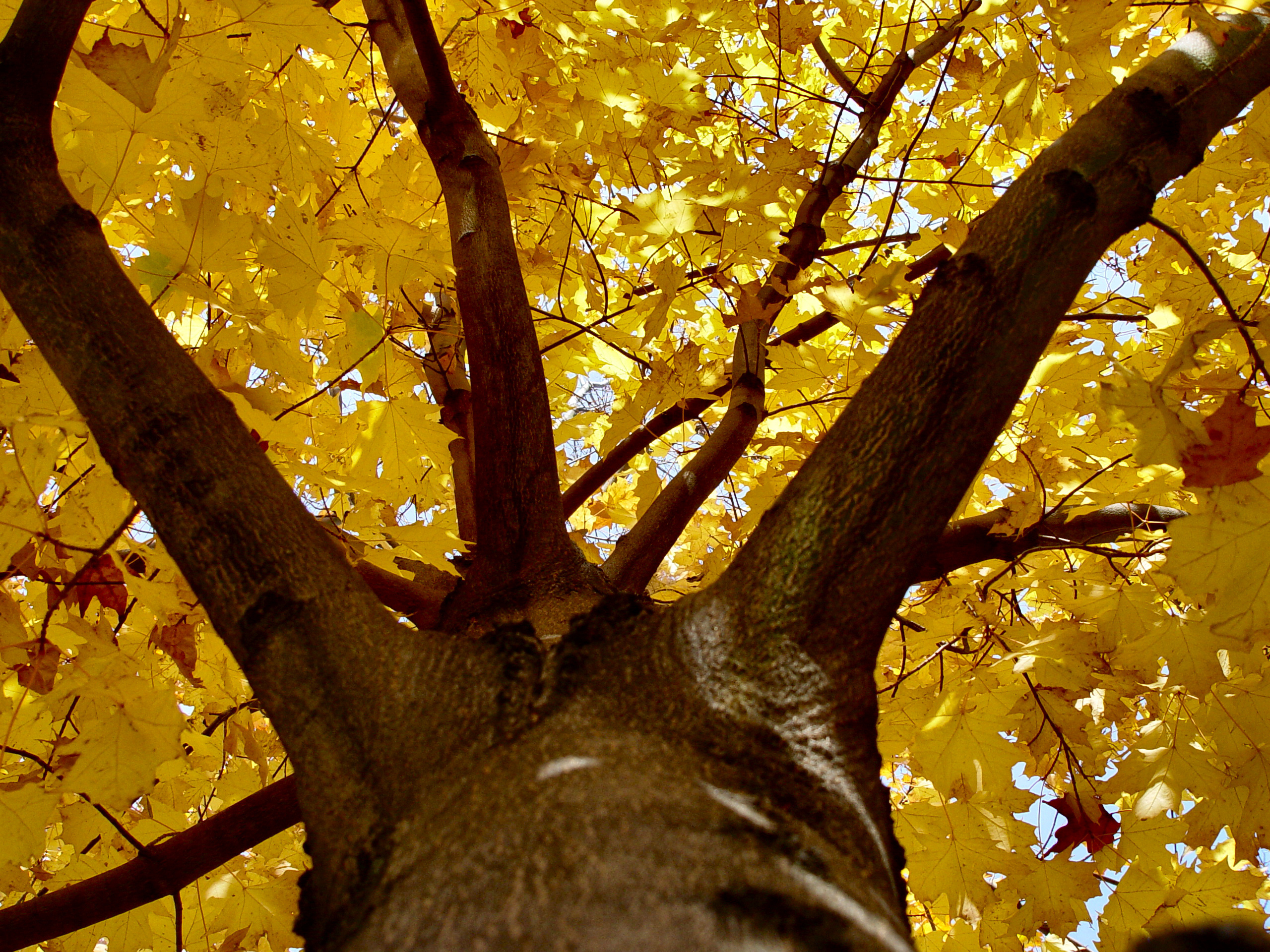 Looking up into a Norway Maple Acer platanoides bursting with autumn colors
