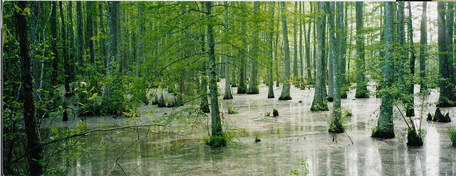 Black Tupelo Swamp