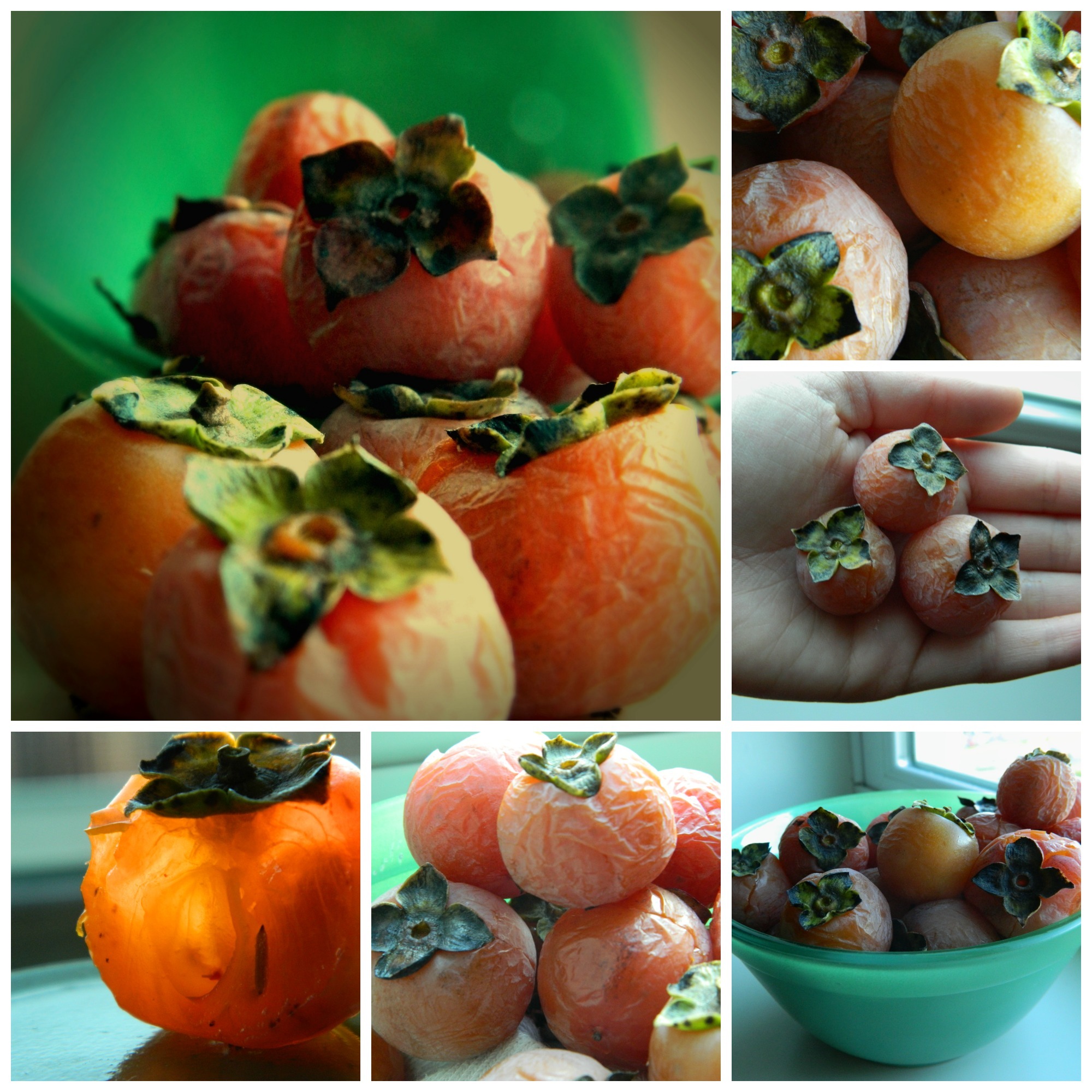 American Persimmon berry 1-5<br />
