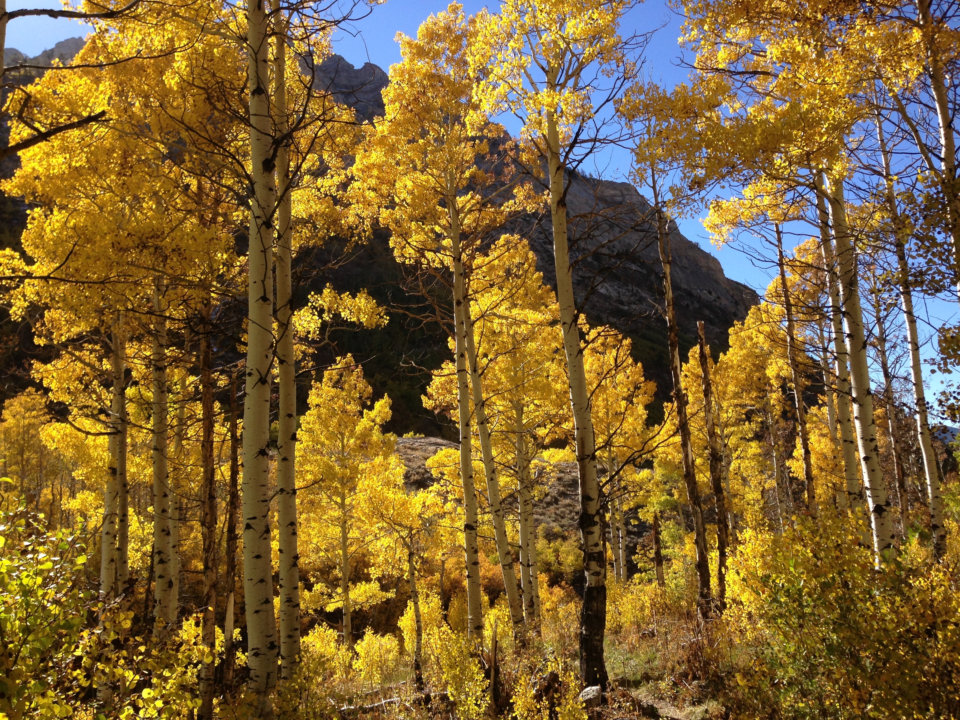 Changing Canyon Nature Trail in Lamoille Canyon