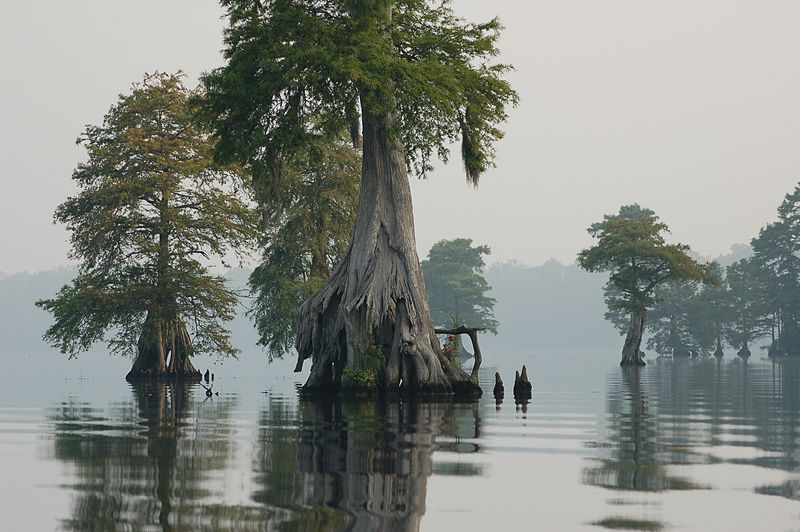 Bald Cypresses in Great Dismal Swamp