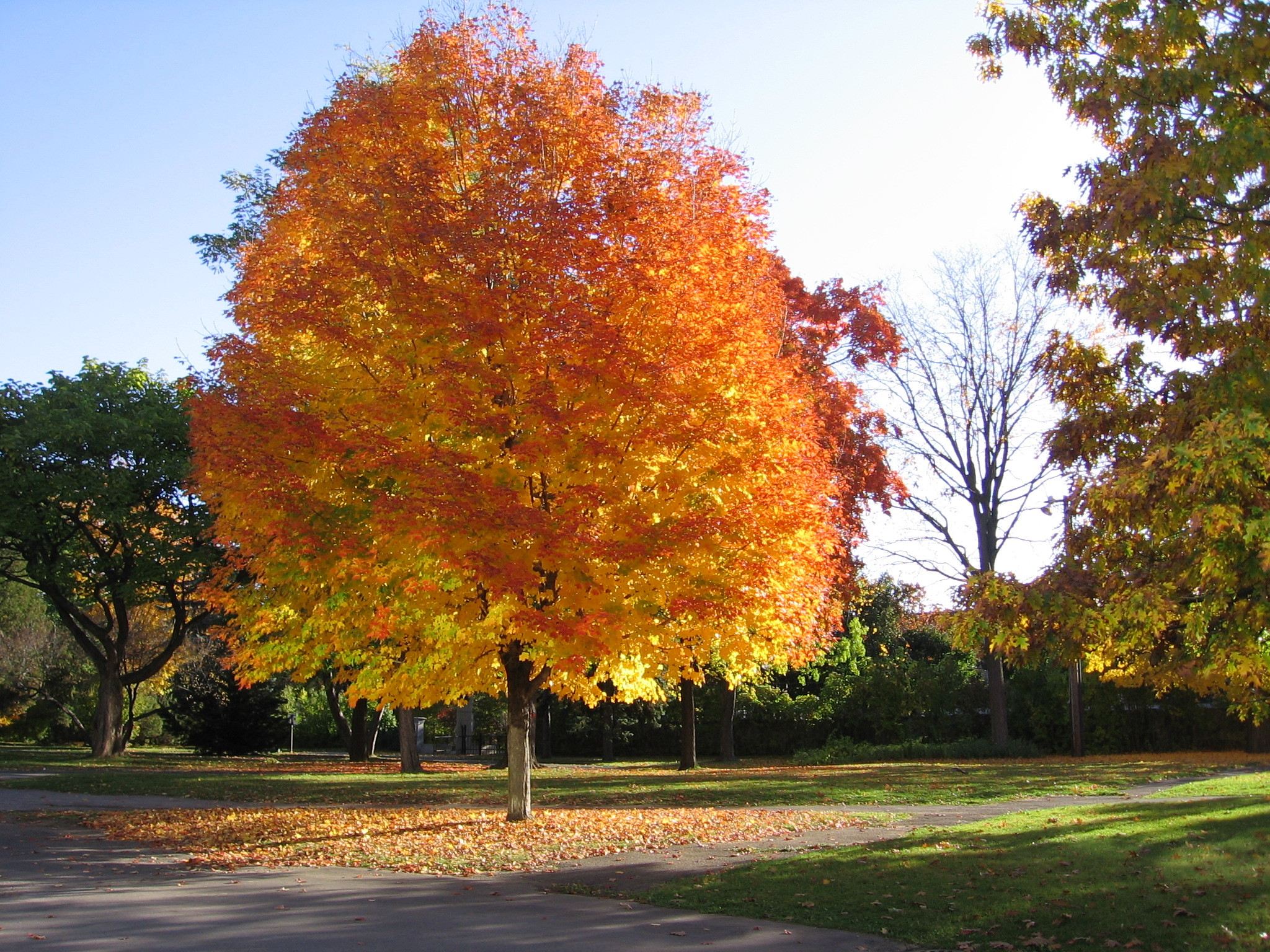 Maple Tree in its full fall splendor