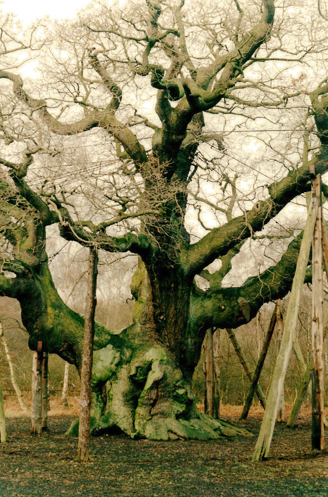 English Oak, Sherwood Forest 