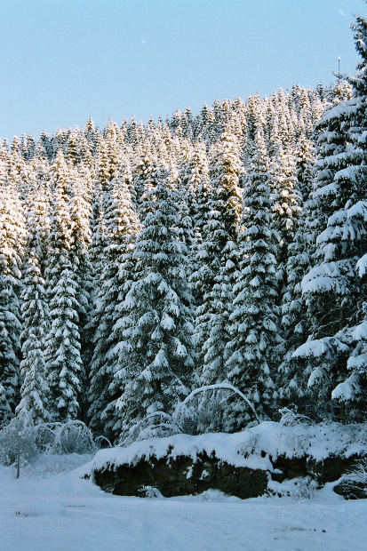 Norway Spruce stand in winter 