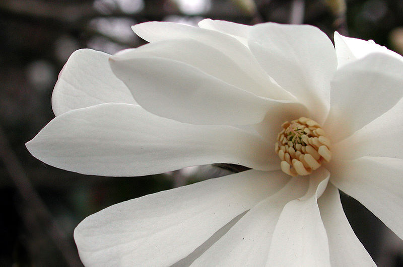Star Magnolia- close up