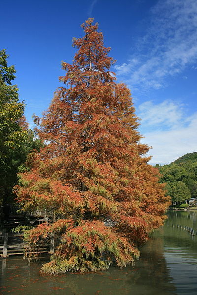 400px-Metasequoia_glyptostroboides_Autumn_leaf_color.jpg