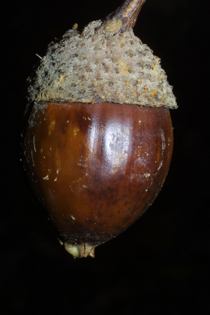 Chestnut Oak Acorn