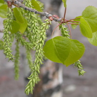 Quaking Aspen Branch with Catkins and Leaves