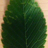 American elm - leaf