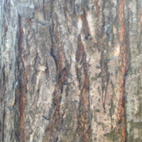American elm - bark