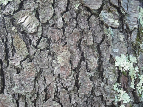 cherry bark texture